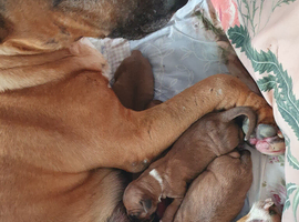 Bull Terrier Cross Puppies