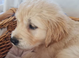 Ready now 2 beautiful girls left golden retriever
