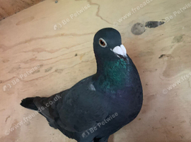 Black cock racing racer pigeon bred 2026