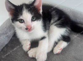 2 kittens for sale