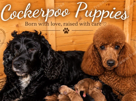 F1 Cockapoo