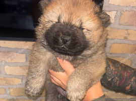 Chow chow puppies for sale