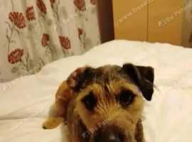 Want Lakeland terrier girl