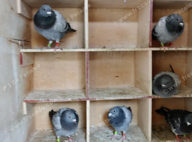 Racing Pigeon For Sale