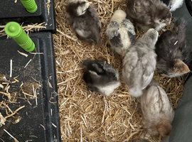 11 Pekin chicks
