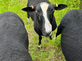 Proven Zwartbles rams, 1 year old