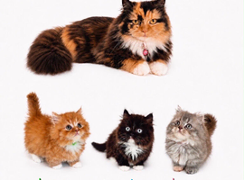 Rare Munchkin Minuet (Persian Munchkin) Kittens