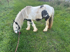 Turbo. Ride & Drive Child Safe Pony