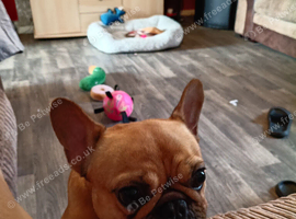1 year old female french bulldog