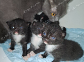 British Shorthair blue cross kittens Tabby and Black/white