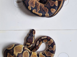 Royal pythons for sale
