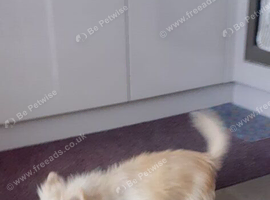 Wanted Chihuahua