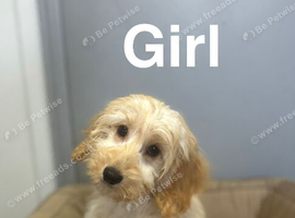Caramel adorable litter of girls and boy available