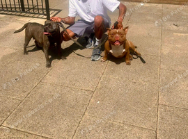 Staff cross micro pocket bully pups