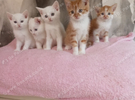 Turkish Angora mix kittens