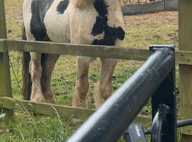 Tony The Pony