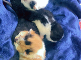 3 beautiful kitten ready 25 of June