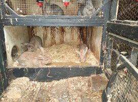 Flemish giant