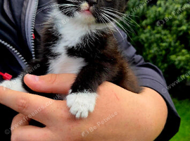Kitten