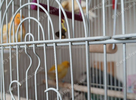 Hens for sale 3