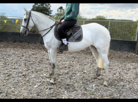 *** Connemara x tb***