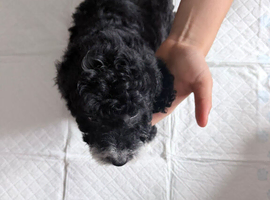 COCKAPOO LAST BLACK BOY