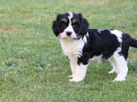 Beautiful Cockerlierpoo puppies for sale