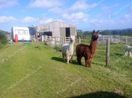 Beautiful young Suri Alpaca boys