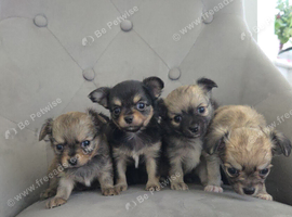 Longhaired Chihuahua Pups