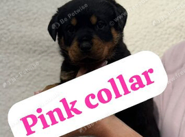 Rottweiler puppys ONLY 3 females LEFT