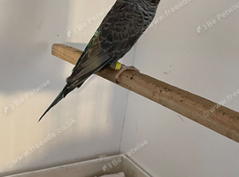 Blackface Blackwing violet budgie
