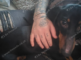 Ozzy 10 month old mini dachshund