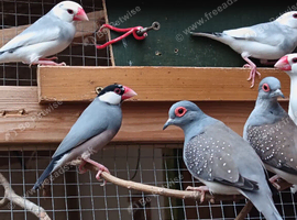 Jarva Finches for sale and diamond doves