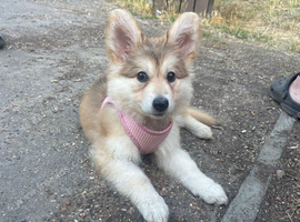 German shepherd