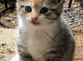 Gorgeous kittens