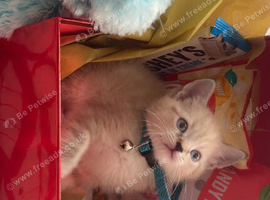 Snow Bengal British shorthair kitten!
