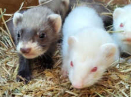 Ferrets reasy now all types colors beautiful