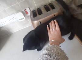 Black Russian male cat