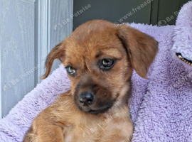 BORDER/CHI FEMALE 12 WEEKS