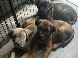 Ready now 4 beautiful cane Corso pups 1 girl 3 boys