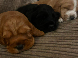 2 golden cocker puppies