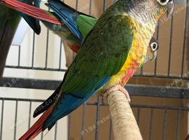 Yallow sided conures