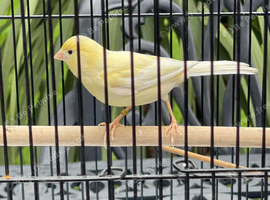 Male Canary