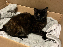 Female cat