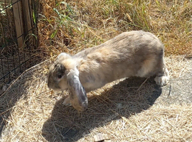 French lop buck rabbit for sale