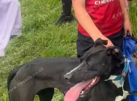 Bull greyhound Bitch