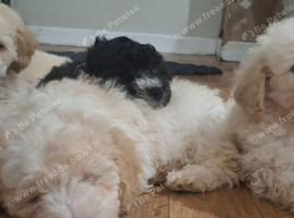 READY NOW BEAUTIFULL MAILTOPOO PUPS