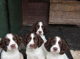 Ready Now Cheeky Springer Spaniel Pups