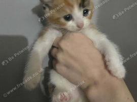 Kittens for sale