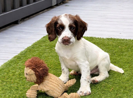 Gorgeous Chunky ESS Boy Pup